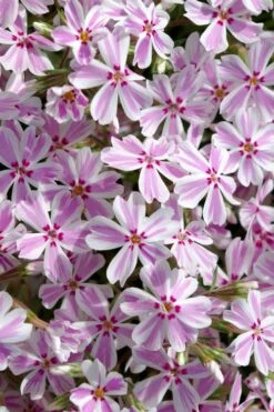 Candy Stripe Creeping Phlox - 1 Gallon Pot -Cheap PLANTS Store phlox subulata candy stripe creeping 25