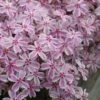 Candy Stripe Creeping Phlox - 1 Gallon Pot -Cheap PLANTS Store phlox subulata candy stripe creeping 27