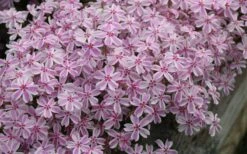 Candy Stripe Creeping Phlox - 1 Gallon Pot -Cheap PLANTS Store phlox subulata candy stripe creeping 29