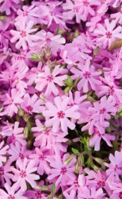 Pink Creeping Phlox - 6 Pack Of Pint Pots 11 Pink Creeping Phlox - 6 Pack Of Pint Pots -Cheap PLANTS Store phlox subulata pink creeping 1 1
