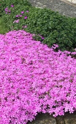 Pink Creeping Phlox - 6 Pack Of Pint Pots 13 Pink Creeping Phlox - 6 Pack Of Pint Pots -Cheap PLANTS Store phlox subulata pink creeping 2 1