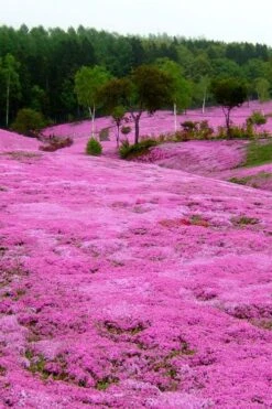 Pink Creeping Phlox - 6 Pack Of Pint Pots 12 Pink Creeping Phlox - 6 Pack Of Pint Pots -Cheap PLANTS Store phlox subulata pink creeping phlox 100