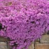 Pink Creeping Phlox - 6 Pack Of Pint Pots -Cheap PLANTS Store phlox subulata pink creeping phlox 200 1