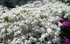 White Creeping Phlox - 6 Pack Of 1 Gallon Pots -Cheap PLANTS Store phlox subulata white 2