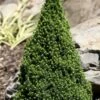 Pixie Miniature Dwarf Alberta Spruce - Quart Pot -Cheap PLANTS Store picea glauca pixie dwarf alberta spruce 2