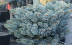 Dwarf Globe Blue Spruce Topiary Tree (Picea Pungens 'Globosa') - 5 Gallon Pot -Cheap PLANTS Store picea pungens globosa dwarf globe blue spruce 2