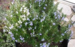 Tuscan Blue Rosemary - 5 Pack Of Quart Pots -Cheap PLANTS Store picture 8376 tuscan blue rosemary 1