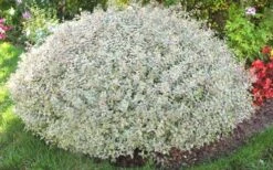 Confetti Dwarf Abelia - 3 Gallon Pot 12 Confetti Dwarf Abelia - 3 Gallon Pot -Cheap PLANTS Store picture abelia confetti