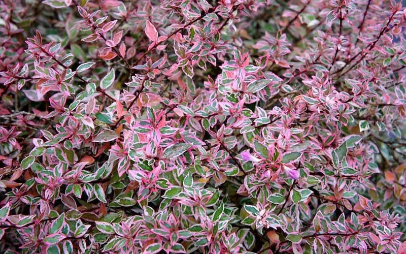 Confetti Dwarf Abelia - 3 Gallon Pot 9 Confetti Dwarf Abelia - 3 Gallon Pot - Image 7