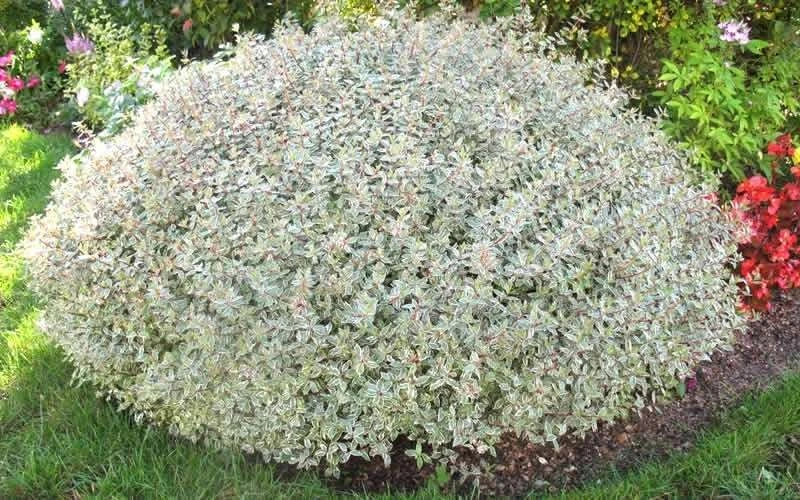 Confetti Dwarf Abelia - 3 Gallon Pot 6 Confetti Dwarf Abelia - 3 Gallon Pot - Image 4