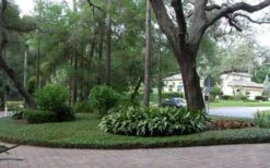 Asian Jasmine - Asiatic Jasmine - 1 Gallon Pot -Cheap PLANTS Store picture asian jasmine 8