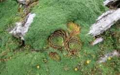 Elfin Creeping Thyme (Thymus Serpyllum 'Elfin') - 5 Pack Of Pint Pots -Cheap PLANTS Store picture creeping thyme elfin 4