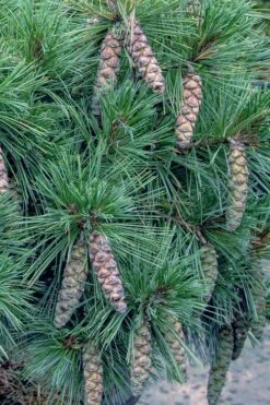 Coney Island White Pine - 2 Gallon Pot -Cheap PLANTS Store pinus strobus coney island white pine 11