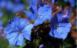 Hardy Blue Plumbago (Ceratostigma Plumbaginoides) - 5 Pack Of Pint Pots -Cheap PLANTS Store plumbago hardy blue perennial 2