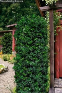 Maki Podocarpus Columnar Yew - 3 Gallon Pot -Cheap PLANTS Store podocarpus macrophyllus maki columnar yew 104