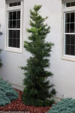 Maki Podocarpus Columnar Yew - 3 Gallon Pot -Cheap PLANTS Store podocarpus maki yew 1