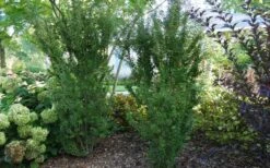 Zuzu Flowering Cherry (Prunus Incisa 'Rinpo') - 5 Gallon Pot 17 Zuzu Flowering Cherry (Prunus Incisa 'Rinpo') - 5 Gallon Pot -Cheap PLANTS Store prunus incisa zuzu flowering cherry 2