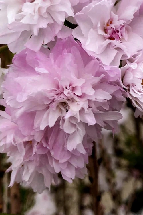 Zuzu Flowering Cherry (Prunus Incisa 'Rinpo') - 5 Gallon Pot 8 Zuzu Flowering Cherry (Prunus Incisa 'Rinpo') - 5 Gallon Pot - Image 6