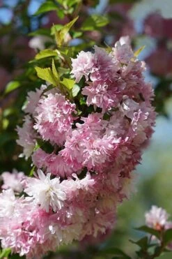 Zuzu Flowering Cherry (Prunus Incisa 'Rinpo') - 3 Gallon Pot -Cheap PLANTS Store prunus incisa zuzu flowering cherry 5 1