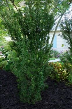 Zuzu Flowering Cherry (Prunus Incisa 'Rinpo') - 5 Gallon Pot 13 Zuzu Flowering Cherry (Prunus Incisa 'Rinpo') - 5 Gallon Pot -Cheap PLANTS Store prunus incisa zuzu flowering cherry 7