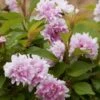 Zuzu Flowering Cherry (Prunus Incisa 'Rinpo') - 5 Gallon Pot 2 Zuzu Flowering Cherry (Prunus Incisa 'Rinpo') - 5 Gallon Pot -Cheap PLANTS Store prunus incisa zuzu flowering cherry 8