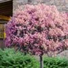 Rosalinda Indian Hawthorn Single Trunk Tree - 7 Gallon Pot (6-7') -Cheap PLANTS Store rhaphiolepis rosalind majestic beauty indian hawthorn tree 10