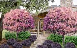 Rosalinda Indian Hawthorn Single Trunk Tree - 7 Gallon Pot (6-7') -Cheap PLANTS Store rhaphiolepis rosalind majestic beauty indian hawthorn tree 8