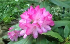 Southgate 'Radiance' Rhododendron - 3 Gallon Pot -Cheap PLANTS Store rhododendron southgate radiance 1
