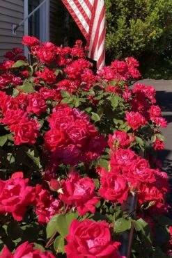Red Double Knock Out Rose - 1 Gallon Pot -Cheap PLANTS Store rosa double red knock out rose 103