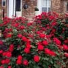 Red Double Knock Out Rose - 3 Gallon Pot -Cheap PLANTS Store rosa double red knock out rose 107 1