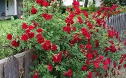 Red Cascade Miniature Climbing Rose - 2.5 Quart Pot -Cheap PLANTS Store rosa red cascade rose 100