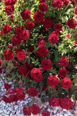 Red Cascade Miniature Climbing Rose - 2.5 Quart Pot -Cheap PLANTS Store rosa red cascade rose 101