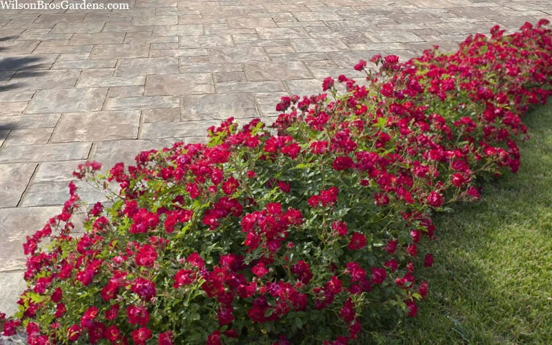 Red Drift Groundcover Rose - 2 Gallon Pot 8 Red Drift Groundcover Rose - 2 Gallon Pot - Image 6