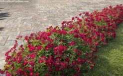 Red Drift Groundcover Rose - 1 Gallon Pot 14 Red Drift Groundcover Rose - 1 Gallon Pot -Cheap PLANTS Store rosa red drift dwarf rose 100