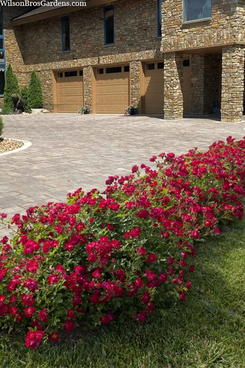 Red Drift Groundcover Rose - 2 Gallon Pot 6 Red Drift Groundcover Rose - 2 Gallon Pot - Image 4