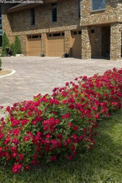 Red Drift Groundcover Rose - 1 Gallon Pot 12 Red Drift Groundcover Rose - 1 Gallon Pot -Cheap PLANTS Store rosa red drift dwarf rose 101