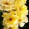 Lemon Drift Groundcover Rose - 3 Gallon Pot -Cheap PLANTS Store rose lemon drift 3