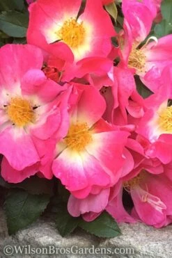 Pink Drift Groundcover Rose - 3 Gallon Pot -Cheap PLANTS Store rose pink drift 11 1