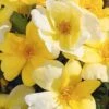 Sunny Yellow Knock Out Rose - 3 Gallon Pot -Cheap PLANTS Store rose sunny knock out 30 1