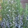 Gorizia Barbecue Skewers Rosemary - 1 Gallon Pot -Cheap PLANTS Store rosmarinus officinalis gorizia rosemary 2
