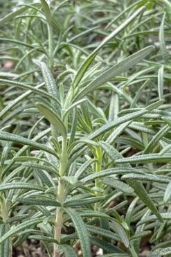 Gorizia Barbecue Skewers Rosemary - 1 Gallon Pot -Cheap PLANTS Store rosmarinus officinalis gorizia rosemary 6
