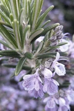 Gorizia Barbecue Skewers Rosemary - 1 Gallon Pot -Cheap PLANTS Store rosmarinus officinalis gorizia rosemary 7