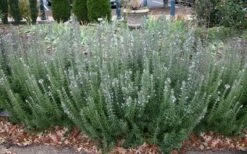 Gorizia Barbecue Skewers Rosemary - 1 Gallon Pot -Cheap PLANTS Store rosmarinus officinalis gorizia rosemary 8