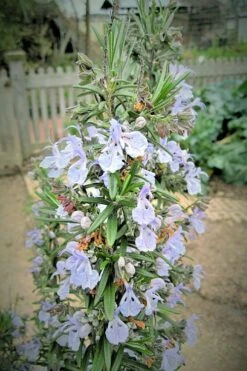 Gorizia Barbecue Skewers Rosemary - 1 Gallon Pot -Cheap PLANTS Store rosmarinus officinalis gorizia rosemary 9