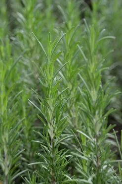Madeline Hill Rosemary - 1 Gallon Pot -Cheap PLANTS Store rosmarinus officinalis madalene hill hardy rosemary 2