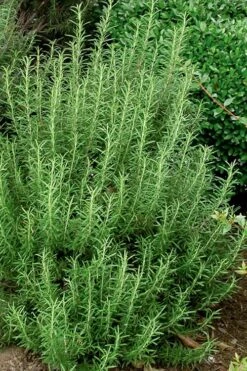 Madeline Hill Rosemary - 1 Gallon Pot -Cheap PLANTS Store rosmarinus officinalis madalene hill hardy rosemary 5