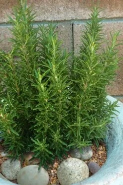 Madeline Hill Rosemary - 1 Gallon Pot -Cheap PLANTS Store rosmarinus officinalis madalene hill hardy rosemary 8