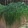 Prostrate Creeping Rosemary - 1 Gallon Pot -Cheap PLANTS Store rosmarinus officinalis prostratus creeping rosemary 105