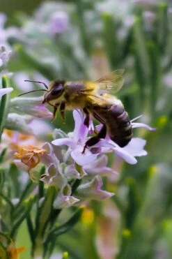 Salem Rosemary - 1 Gallon Pot -Cheap PLANTS Store rosmarinus officinalis salem rosemary 6