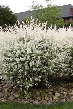 Flamingo Dappled Willow (Shrub Form) - 2 Gallon Pot -Cheap PLANTS Store salix integra flamingo dappled willow bush 2